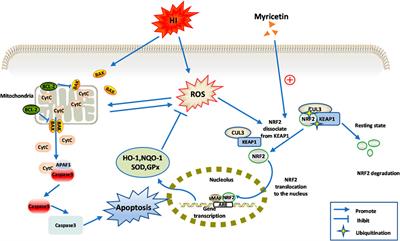 Myricetin attenuates hypoxic-ischemic brain damage in neonatal rats via NRF2 signaling pathway